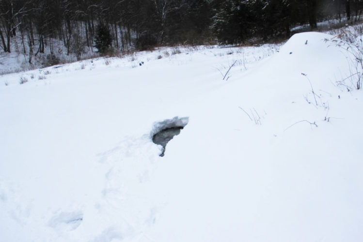Photo by Ron Keeney Animal activity in the pond and snow.